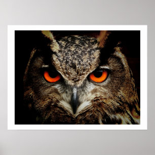 Eagle Uggla Ögon Poster