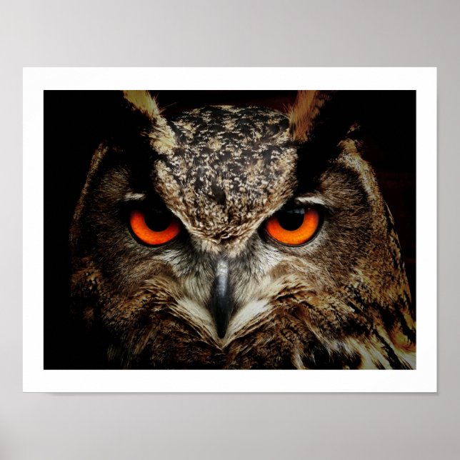 Eagle Uggla Ögon Poster (Framsidan)