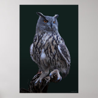 Eagle Uggla Photo Poster -24x36 - mindre tillgängl