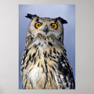 Eagle uggla poster