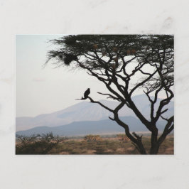 Eagle Uggla Silhouette Vykort