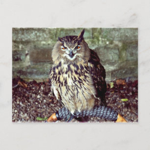 Eagle Uggla Vykort