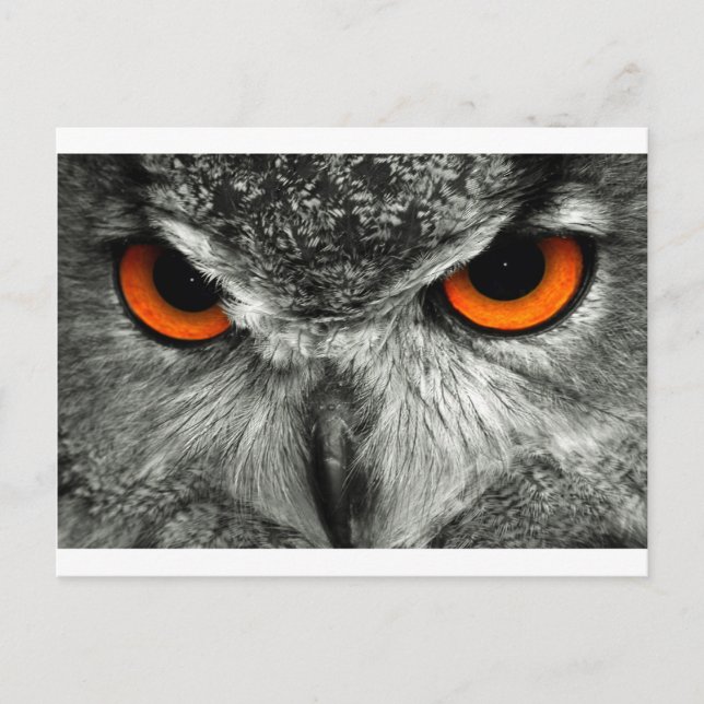 Eagle Uggla Vykort (Framsida)