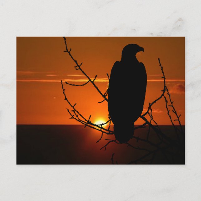 Eagle Vykort (Framsida)