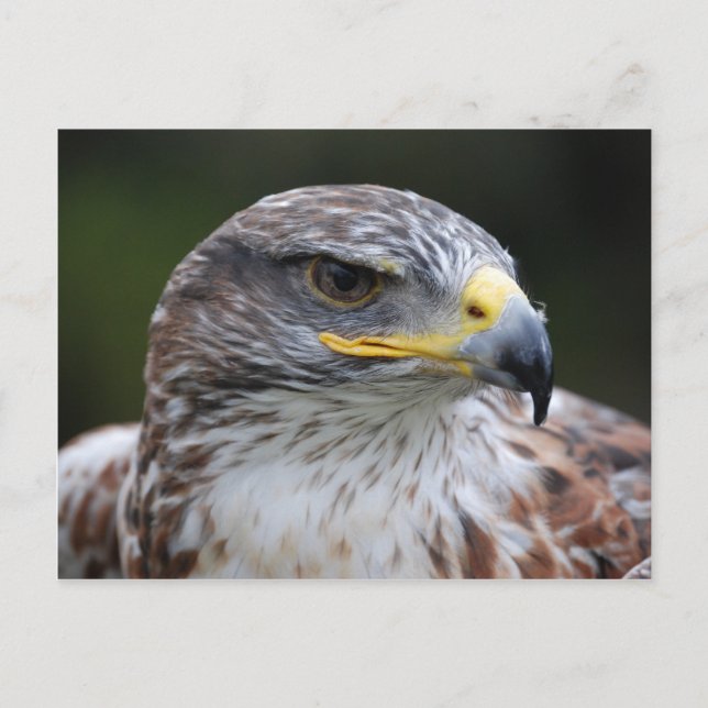 Eagle Vykort (Framsida)