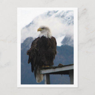 Eagle Vykort