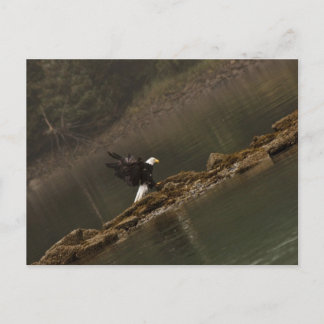 Eagle Vykort