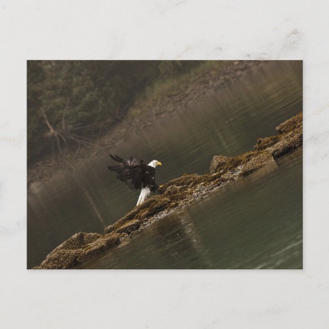 Eagle Vykort (Framsida)