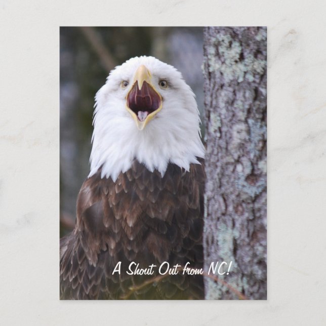 Eagle Vykort (Framsida)