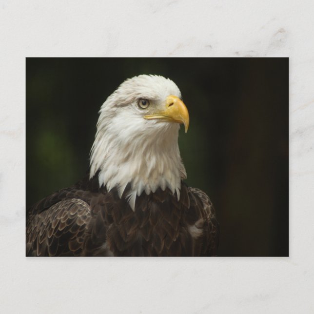 Eagle Vykort (Framsida)
