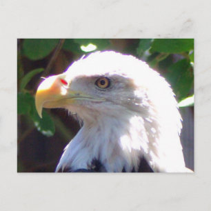 Eagle Vykort