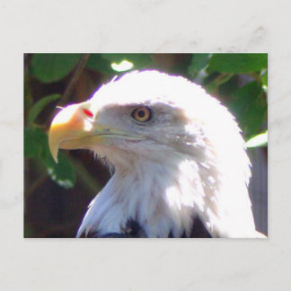 Eagle Vykort