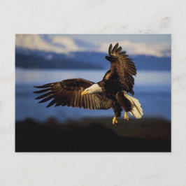 Eagle-vykort 38 vykort