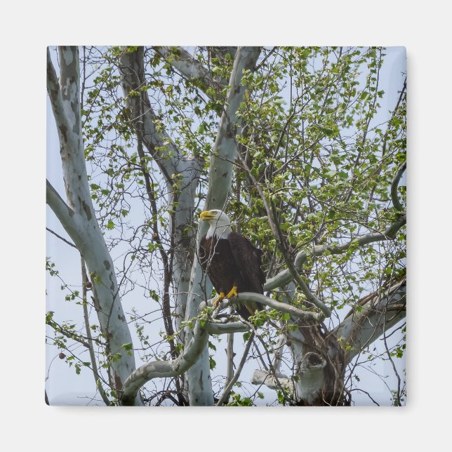 Eagle Watch Out Magnet (Framsidan)