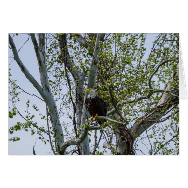 Eagle Watch Out OBS Kort (Framsidan Horizontal)