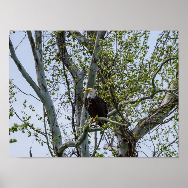 Eagle Watch Out Poster (Framsidan)