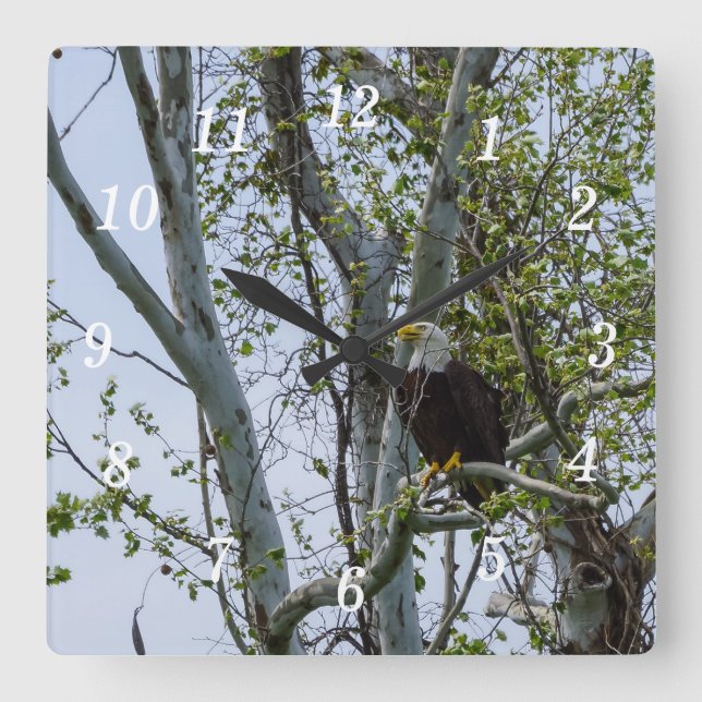 Eagle Watch Out Wall Clock Fyrkantig Klocka (Framsida)