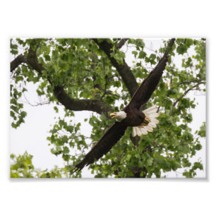 Eagle Wingspan Fototryck