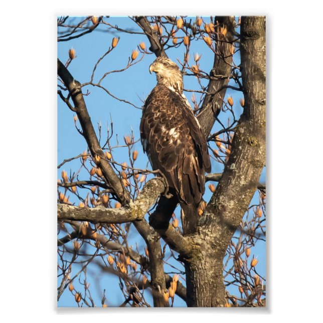 Eagle Youngster Fototryck (Framsidan)