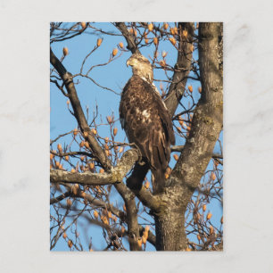 Eagle Youngster Vykort
