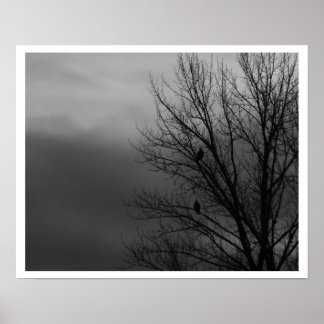 Eagles i Träd Poster