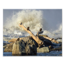 Eagles och Rough Vatten Fototryck
