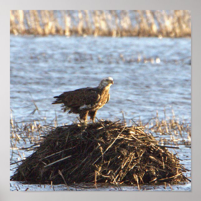Eagles Photo Poster (Framsidan)