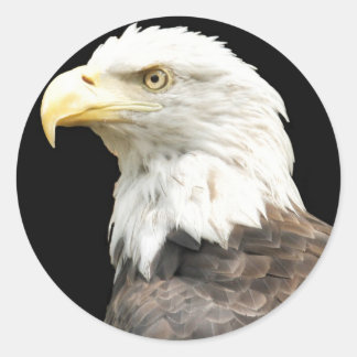 Eagles Stare Runt Klistermärke