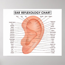 Ear Reflexology Chart 20 tum x 16 tum, (projektion Poster