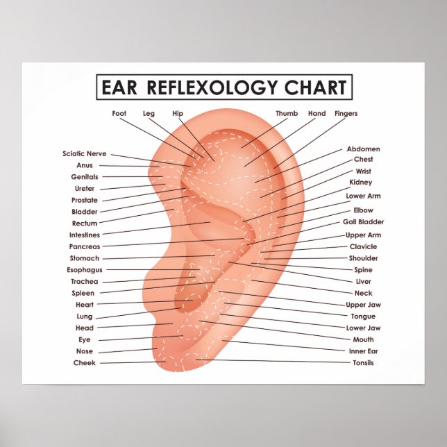 Ear Reflexology Chart 20 tum x 16 tum, (projektion Poster (Framsidan)