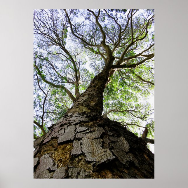 Earpod Träd Poster (Framsidan)