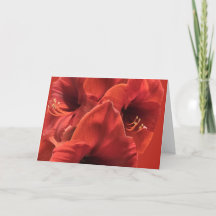 Earthy Ruby Red Amaryllis Closeup Bild