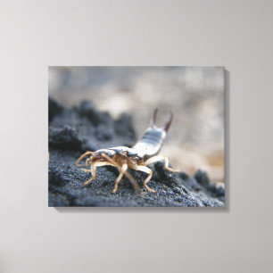 earwig dermaptera canvastryck