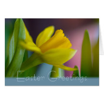 Easter flower Daffodil Narcissus CC1209 Card