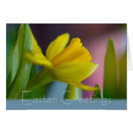 Easter flower Daffodil Narcissus CC1209 Card Hälsningskort