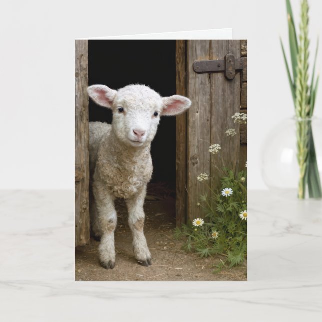 Easter Lamb In Barn Door Kort (Framsida)
