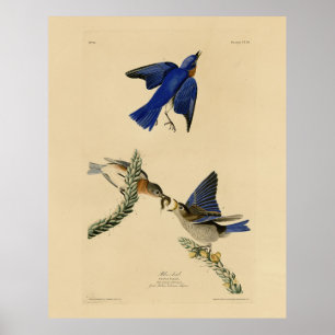 Eastern Bluebird from Audubon's Birds of America Poster