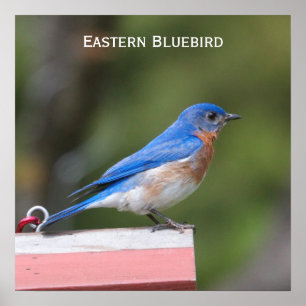 Eastern Bluebird Poster