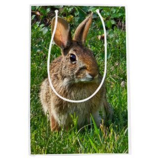Eastern cottontail rabbit