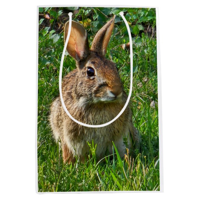 Eastern cottontail rabbit (Framsidan)