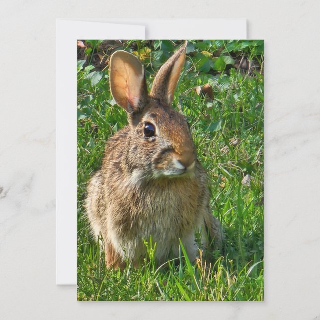 Eastern cottontail rabbit (Framsida)