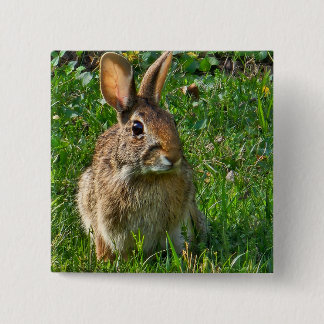 Eastern cottontail rabbit knapp