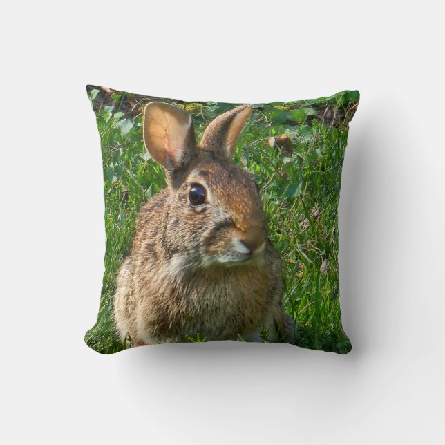 Eastern cottontail rabbit kudde (Framsida)