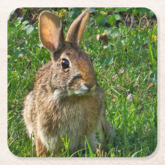Eastern cottontail rabbit underlägg papper kvadrat