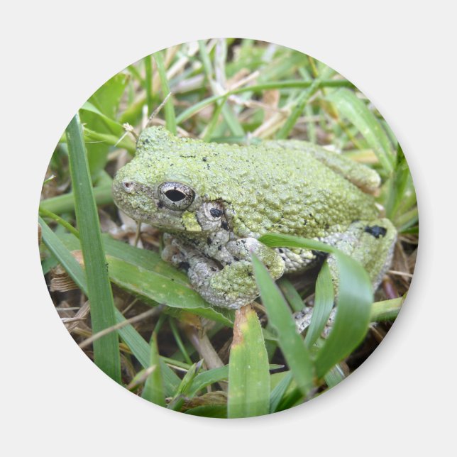 Eastern Grey Treefrog Nature Photography Magnet (Framsidan)