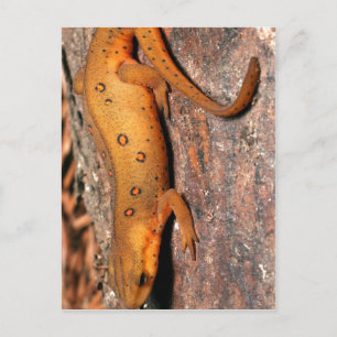 Eastern Newt Lizard Vykort