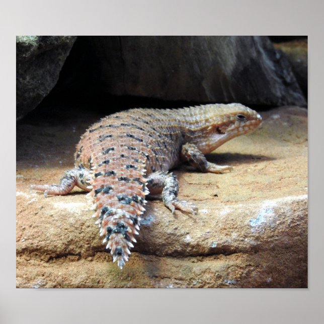 Eastern Pilbara Spiny-tail Skink Poster (Framsidan)