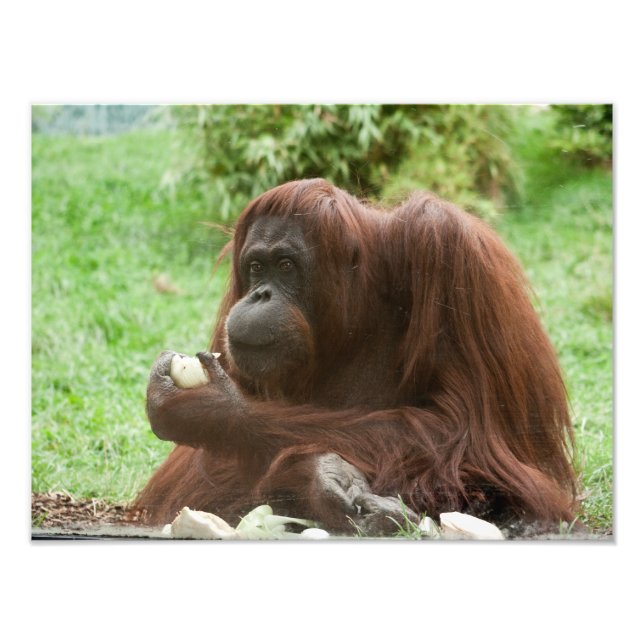 Eating Orangutan Fototryck (Framsidan)