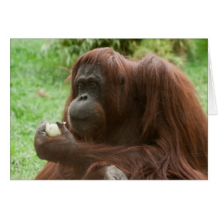 Eating Orangutan Hälsningskort