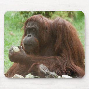 Eating Orangutan Musmatta